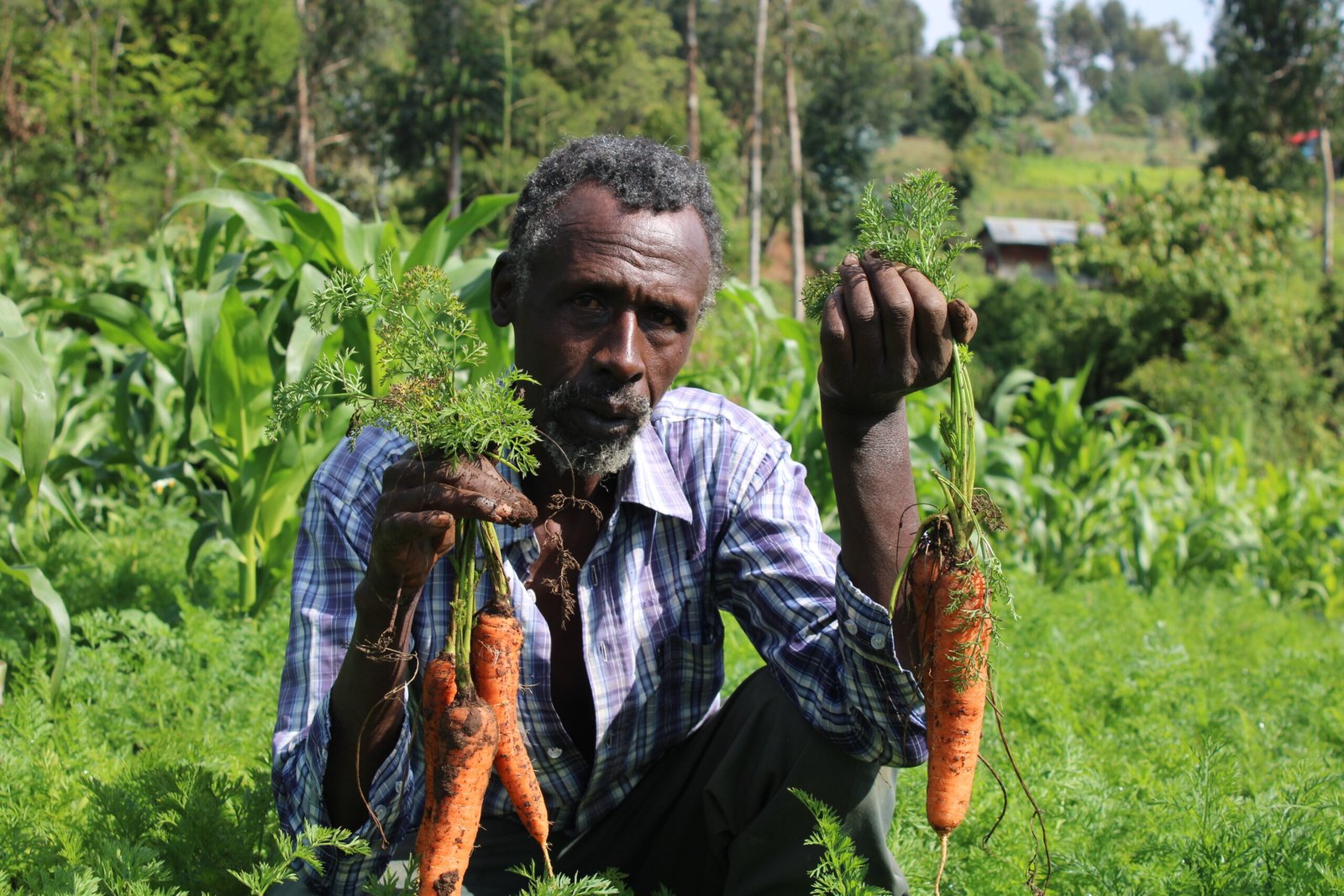 carrot farming made simple