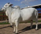 Meet the world’s most expensive cow