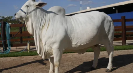 Meet the world’s most expensive cow