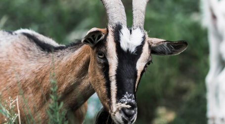 Healthy and tasty, this goat’s milk could soon be the drink of choice