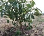 How fruit trees on Kenyan farms fight climate change