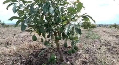 How fruit trees on Kenyan farms fight climate change