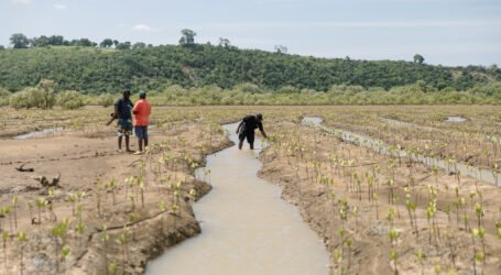 Husqvarna, international organisations partner in fight to save Kenya’s mangrove forests and restore ecosystems