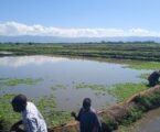 Kenyan data-driven farming model boosts nutrition and incomes
