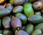 Nairobi to Host Africa’s Largest Avocado Congress in May