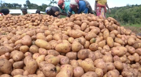Nairobi to Host 13th World Potato Congress in October to November, aims to boost food security