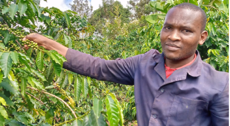 Why young Meru farmer has gone back to coffee business
