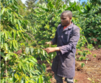 Drip irrigation cuts the carbon footprint of Robusta coffee by nearly 60%, Study