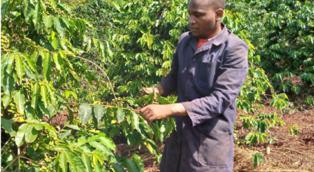 Drip irrigation cuts the carbon footprint of Robusta coffee by nearly 60%, Study