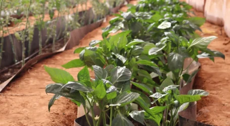 Somaliland Families Grow Hope Through Sustainable Farming