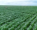 State scales up Galana-Kulalu Project to cut maize imports by 40%