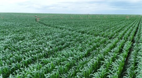 State scales up Galana-Kulalu Project to cut maize imports by 40%