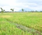 Government upgrades Buruma Irrigation Scheme to boost rice production