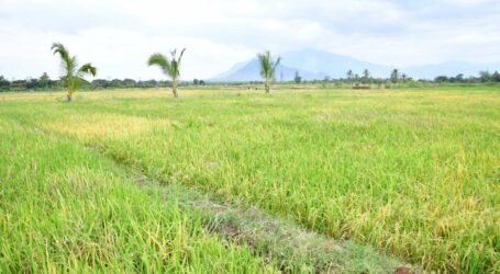 Government upgrades Buruma Irrigation Scheme to boost rice production