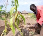 Timely weather and climate updates improve maize and wheat yields in Ethiopia, study finds