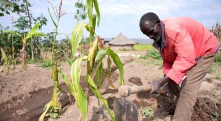 Timely weather and climate updates improve maize and wheat yields in Ethiopia, study finds