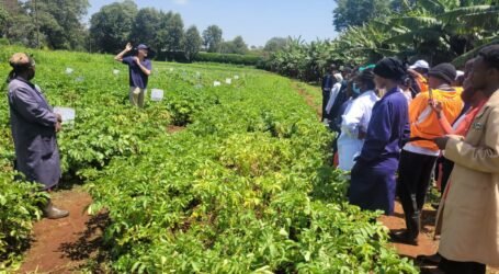 New resistant potato varieties offer hope against PCN in Kenya