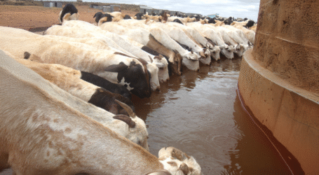Kenya Maps Livestock Pathways to Boost Pastoral Trade and Resilience