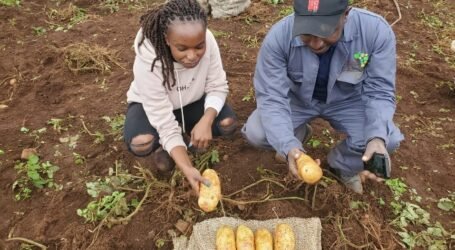 James Hutton Institute scientists introduce new potato varieties in Kenya to help battle major pest