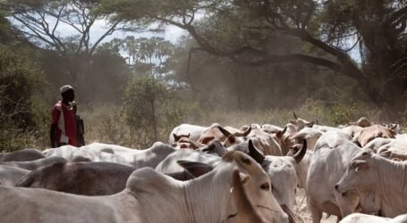 Why protecting Kenya’s pastoralists is key to meat industry growth