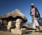 Researchers push for region-tailored vaccines to tackle African Swine Fever