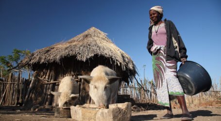 Researchers push for region-tailored vaccines to tackle African Swine Fever