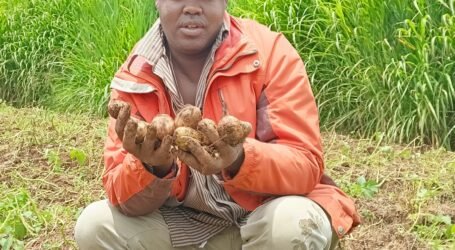 Rooted apical cuttings technology set to transform potato farming in Kenya