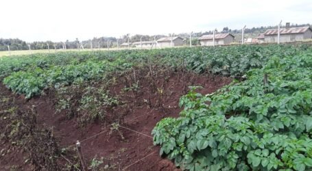 Kenya unveils late blight-resistant potato, offering farmers new hope