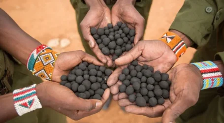 Seedball technology reviving Kenyan forests and farms