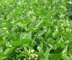 East Africa launches regional project to boost soybean production and cut imports