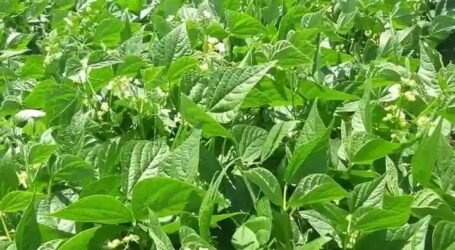 East Africa launches regional project to boost soybean production and cut imports