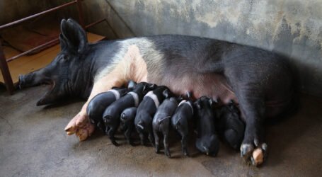 Herbal compounds show long-term benefits in antibiotic-free pig farming, study