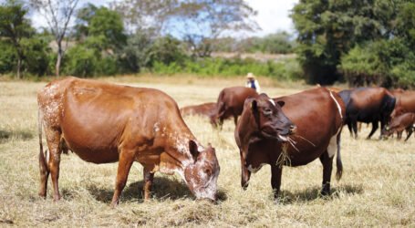 Africa’s farmers to benefit from global push for low-methane, resilient livestock