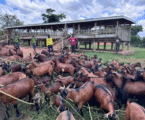 Ugandan scientists develop resilient goat breed to meet farmers growing milk, meat demand