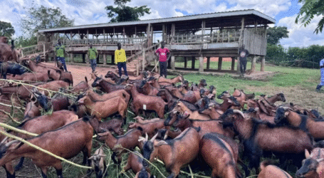 Ugandan scientists develop resilient goat breed to meet farmers growing milk, meat demand