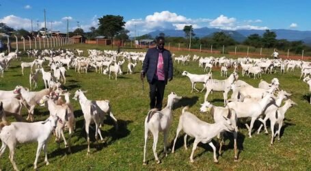 Satellite Technology to Help Farmers Optimise Livestock Grazing and Cut Emissions in Africa