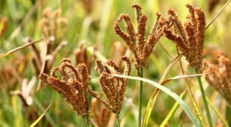 Kenya Selects Finger Millet and Amaranth as Key Crops to Secure Food Diversity and Nutrition