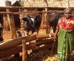 First ever large-scale climate funding targets low-emission, climate-resilient dairy systems in East Africa