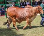 Farmer nets Ksh700,000 as Ruto buys 720kg Boran bull at Nairobi trade fair