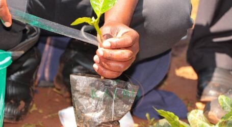 KALRO trains 195 ward coffee champions in an effort to revitalize Kenya’s coffee sector