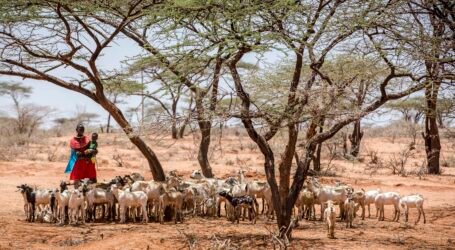 New partnership aims to unlock livelihoods for Kenya’s youth in the livestock sector