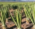 New regulations set to revive fibre industry, create jobs and markets for sector players