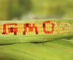 Mozambican farmers see potential in GM maize
