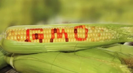 Mozambican farmers see potential in GM maize