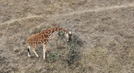 Kenya to Host Global Conservation Tech & Drone Forum in March 2026