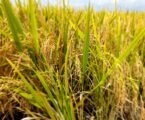 Komboka becomes first Kenyan rice variety listed in COMESA seed directory