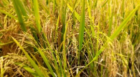 Komboka becomes first Kenyan rice variety listed in COMESA seed directory