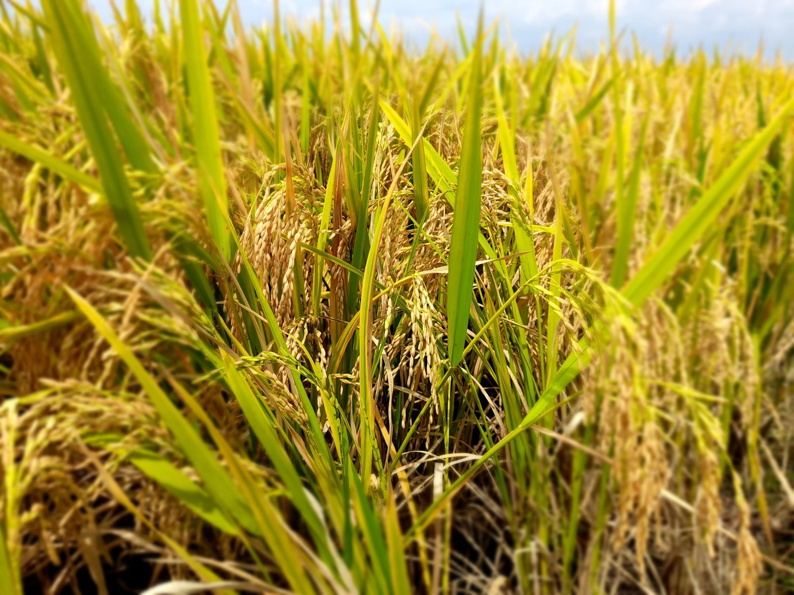 Komboka becomes first Kenyan rice variety listed in COMESA seed ...
