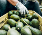 Kenyan avocado exporters set for seamless peak season with Maersk’s Cold Chain Logistics