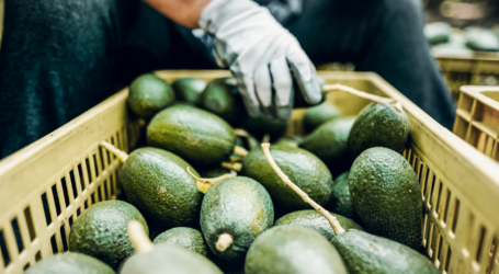 Kenyan avocado exporters set for seamless peak season with Maersk’s Cold Chain Logistics